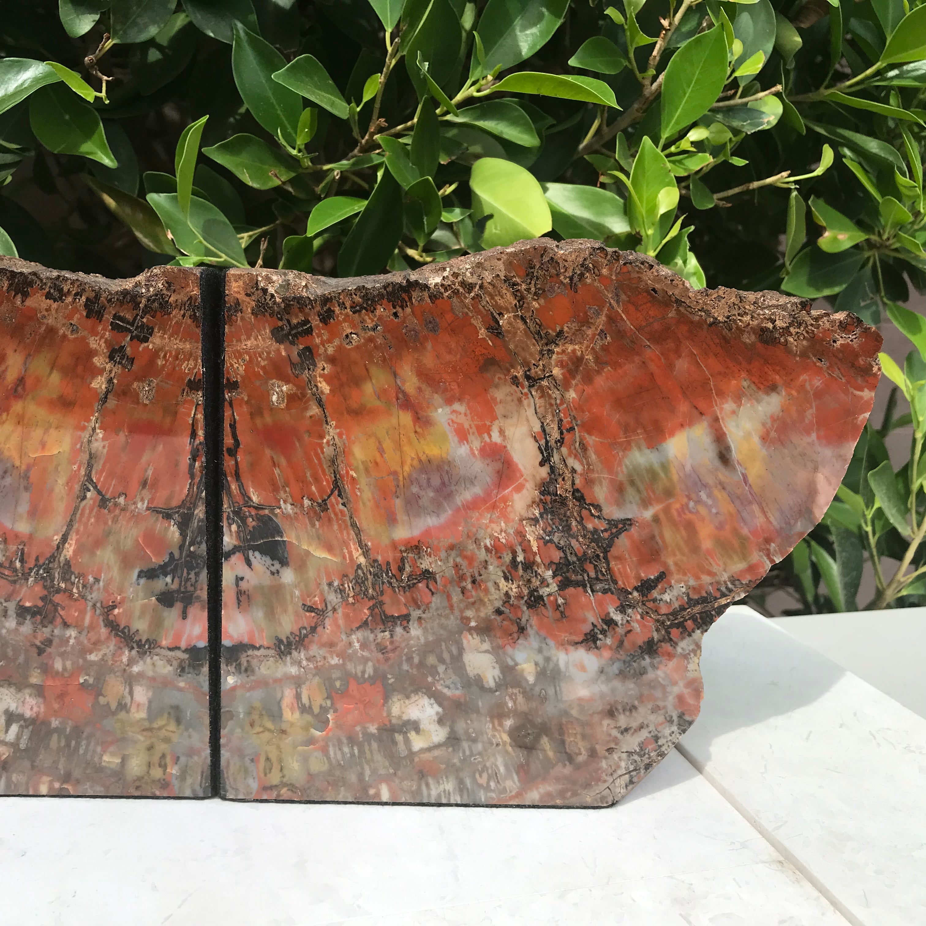 Arizona Rainbow Petrified Wood Bookends