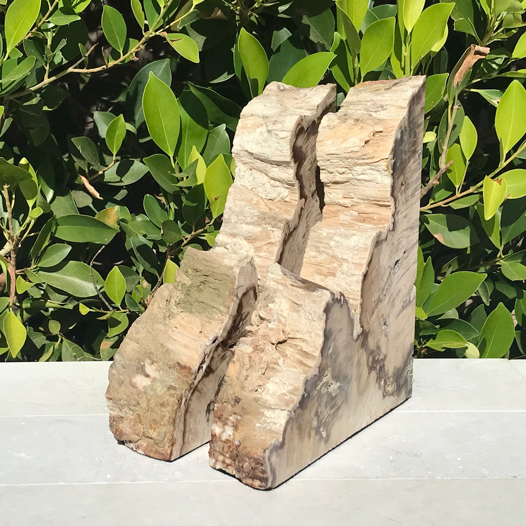 Petrified Cypress Wood Bookends
