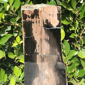 Half Round Blue Forest Petrified Wood Tree Limb