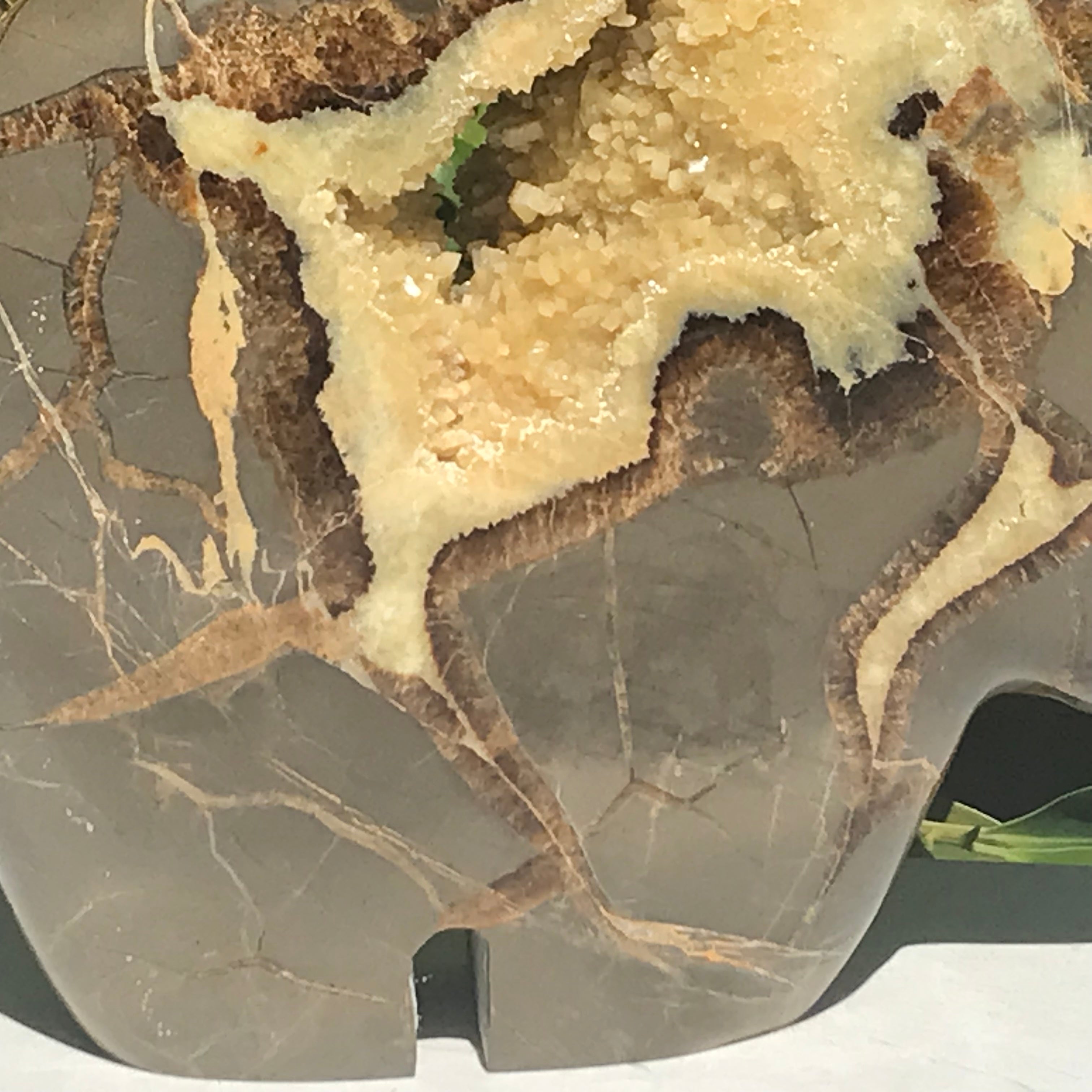 Septarian Buffalo