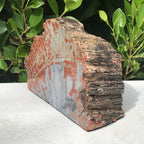 Bark Edged Petrified Wood