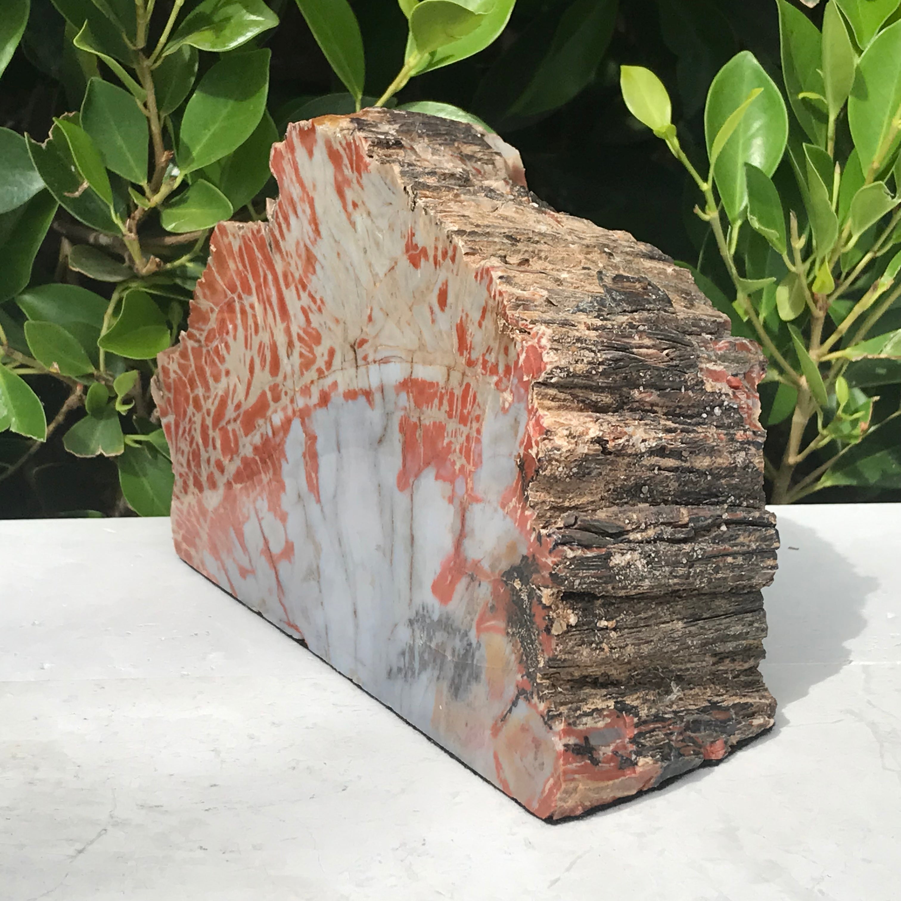 Bark Edged Petrified Wood