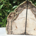 Petrified Cypress Wood Bookends