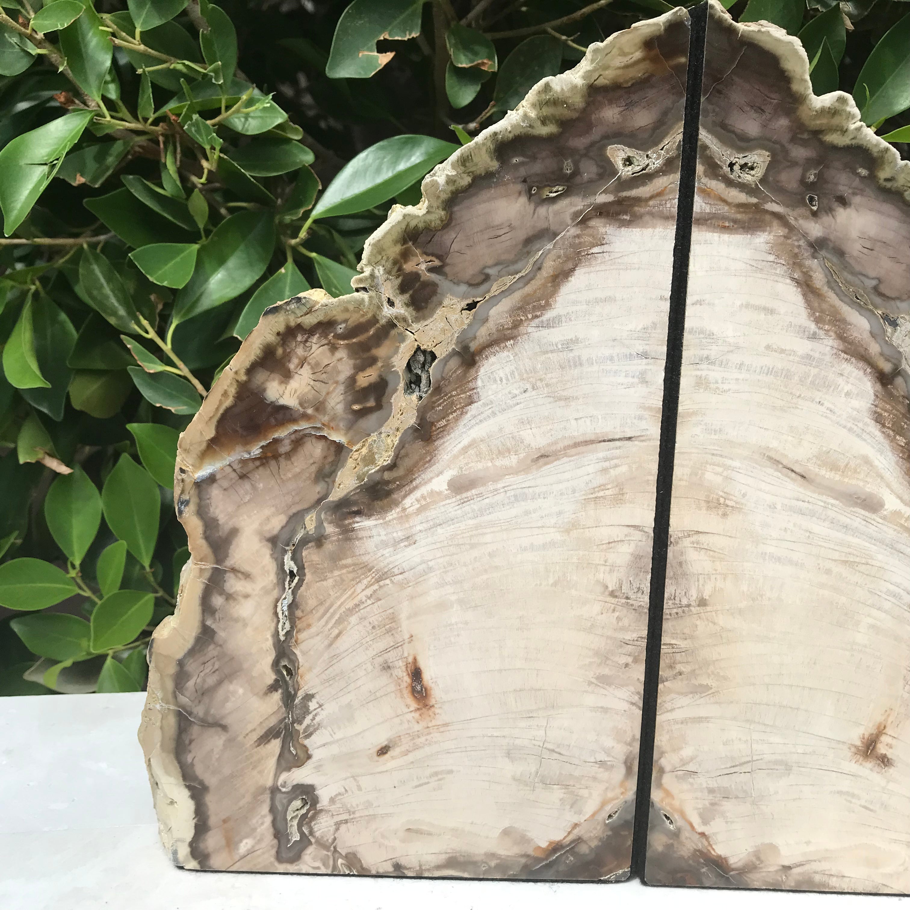 Petrified Cypress Wood Bookends
