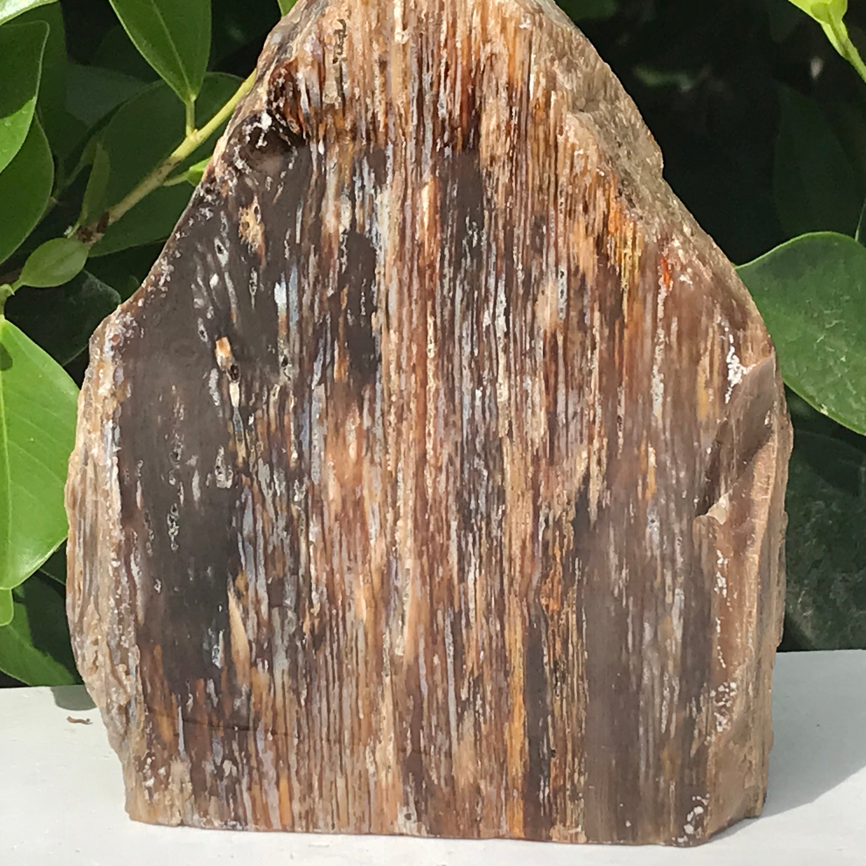 Elko Striated Petrified Wood