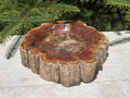 Bark Edged Petrified Wood Bowl