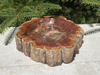 Bark Edged Petrified Wood Bowl