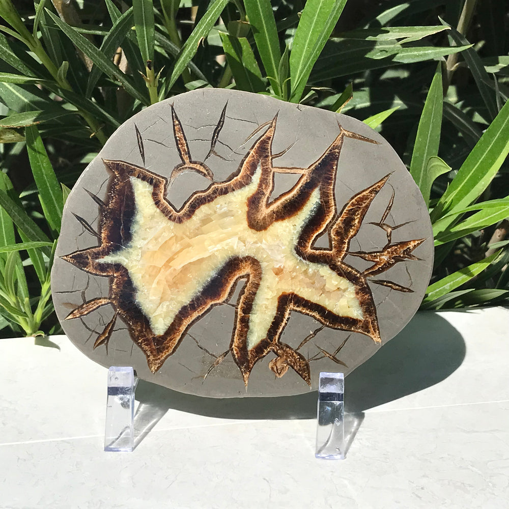 Starburst Septarian Slab