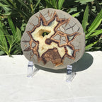 Detailed Septarian Slab