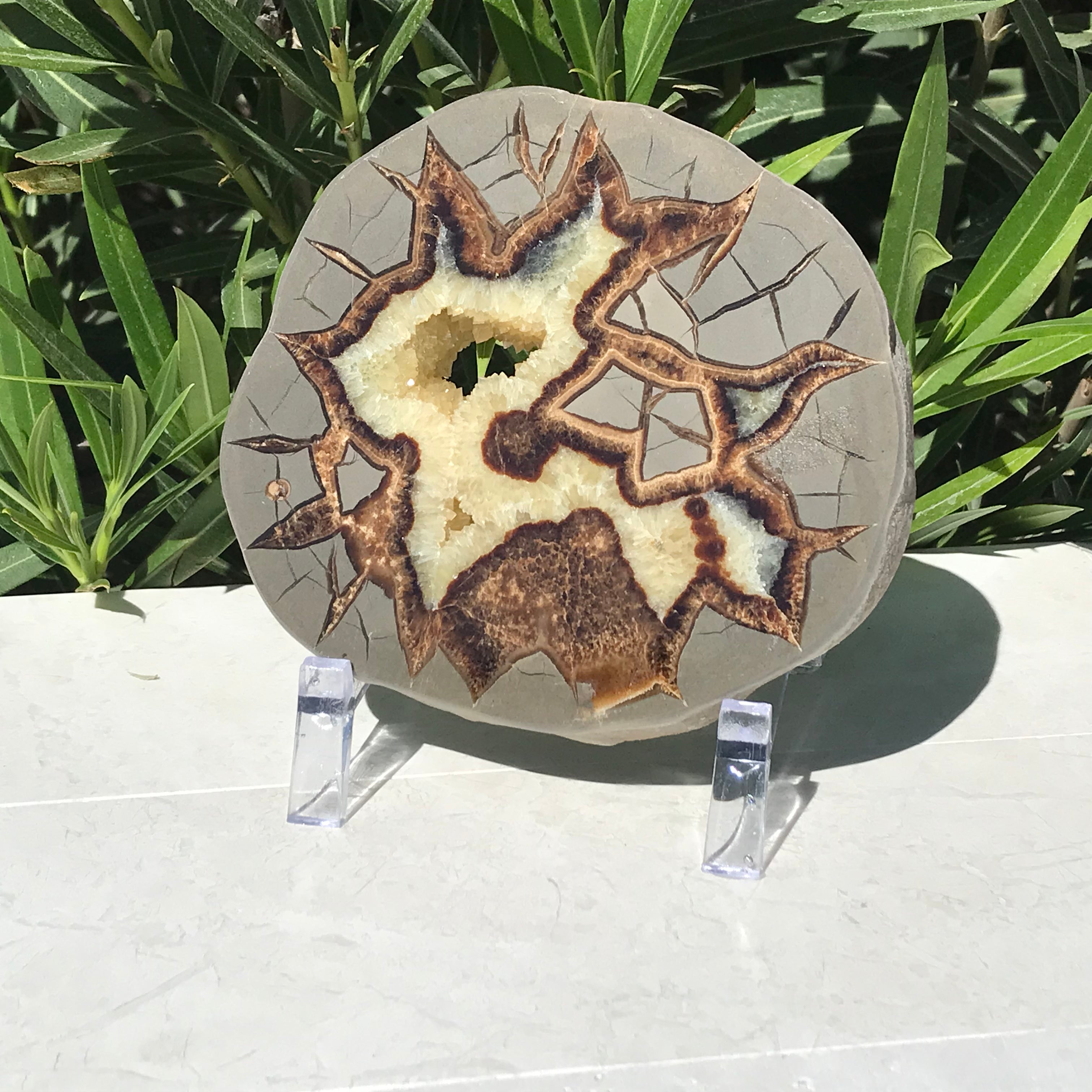 Detailed Septarian Slab