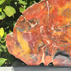 Arizona Rainbow Petrified Wood Slab
