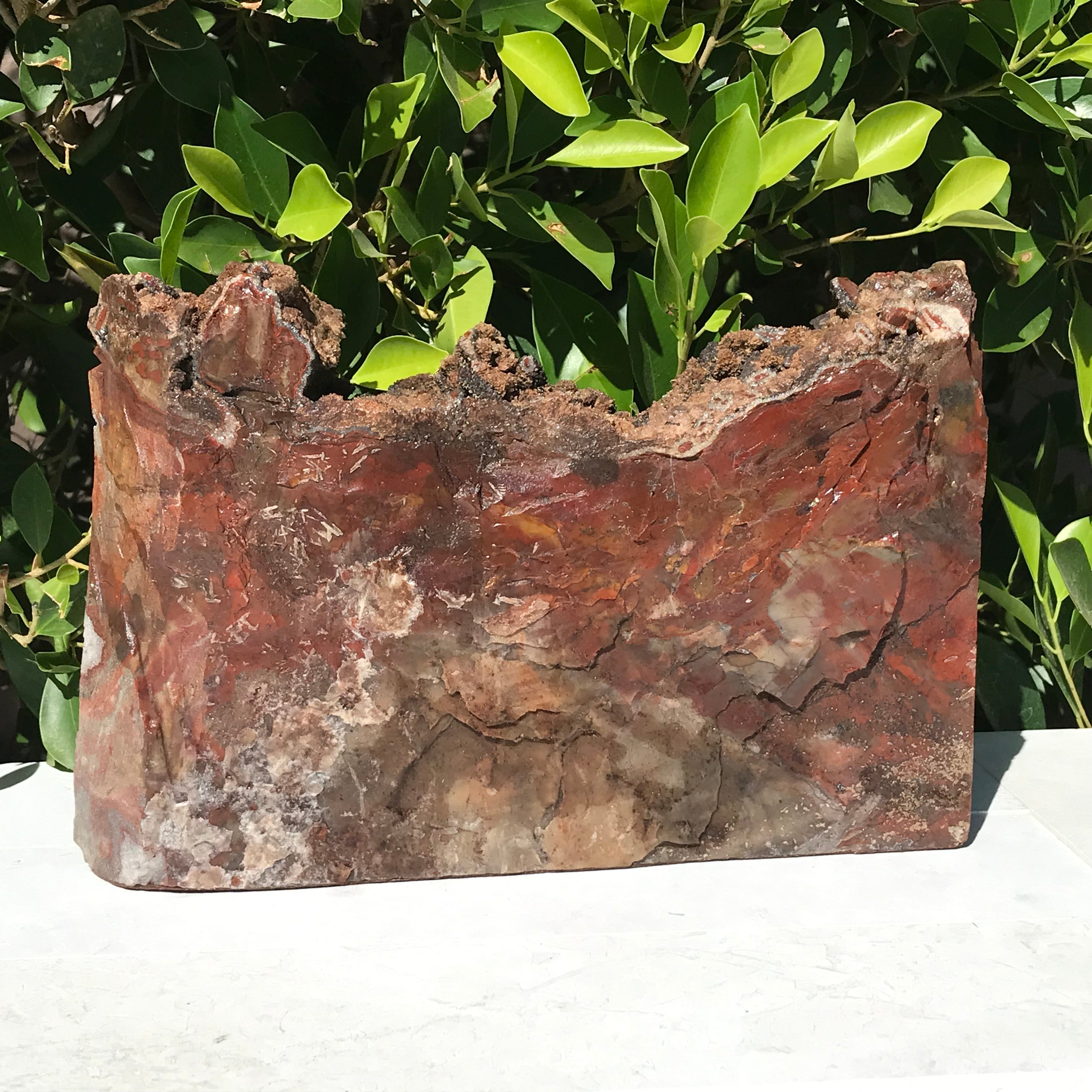 Arizona Rainbow Petrified Wood Slab