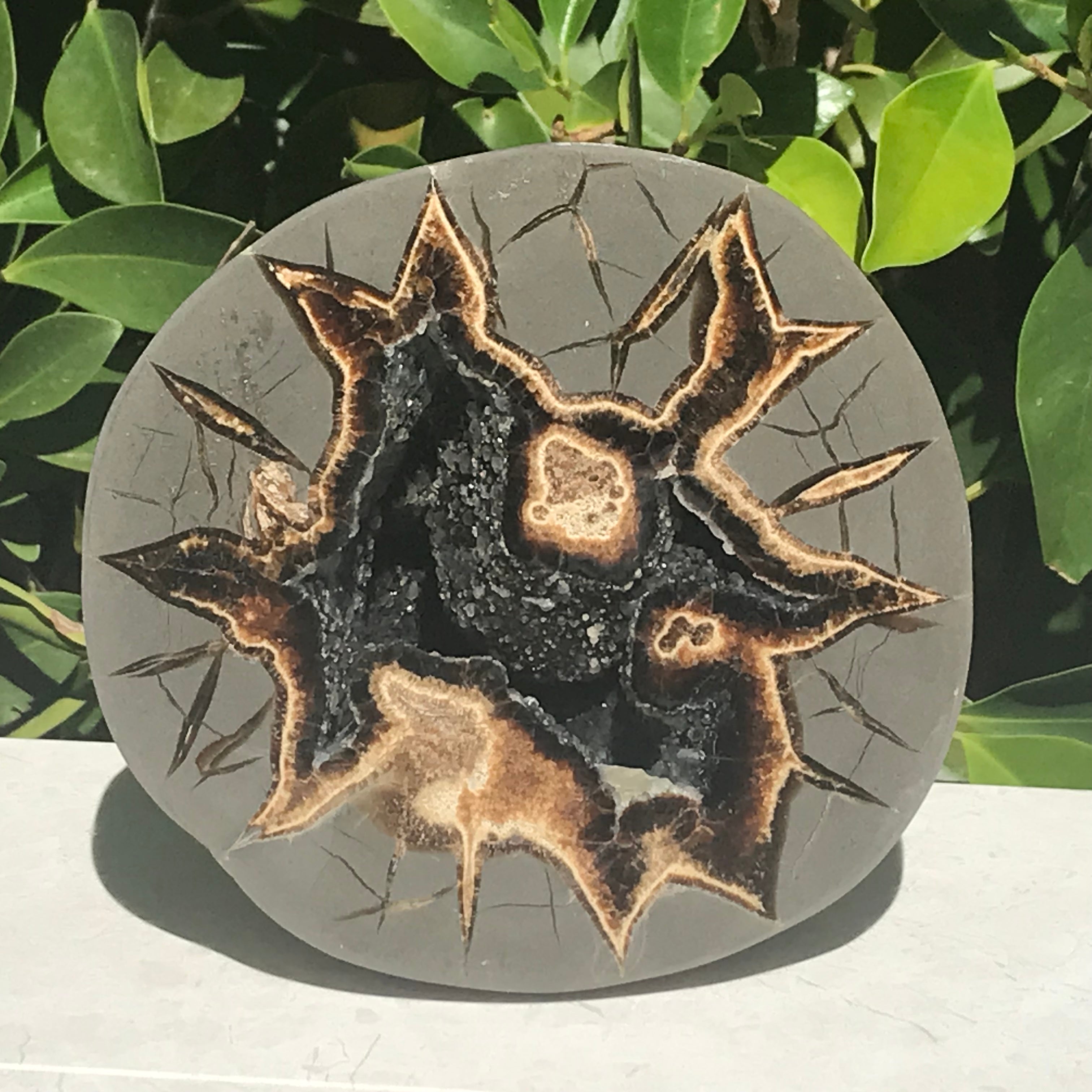 Black Crystal Lined Septarian Geode
