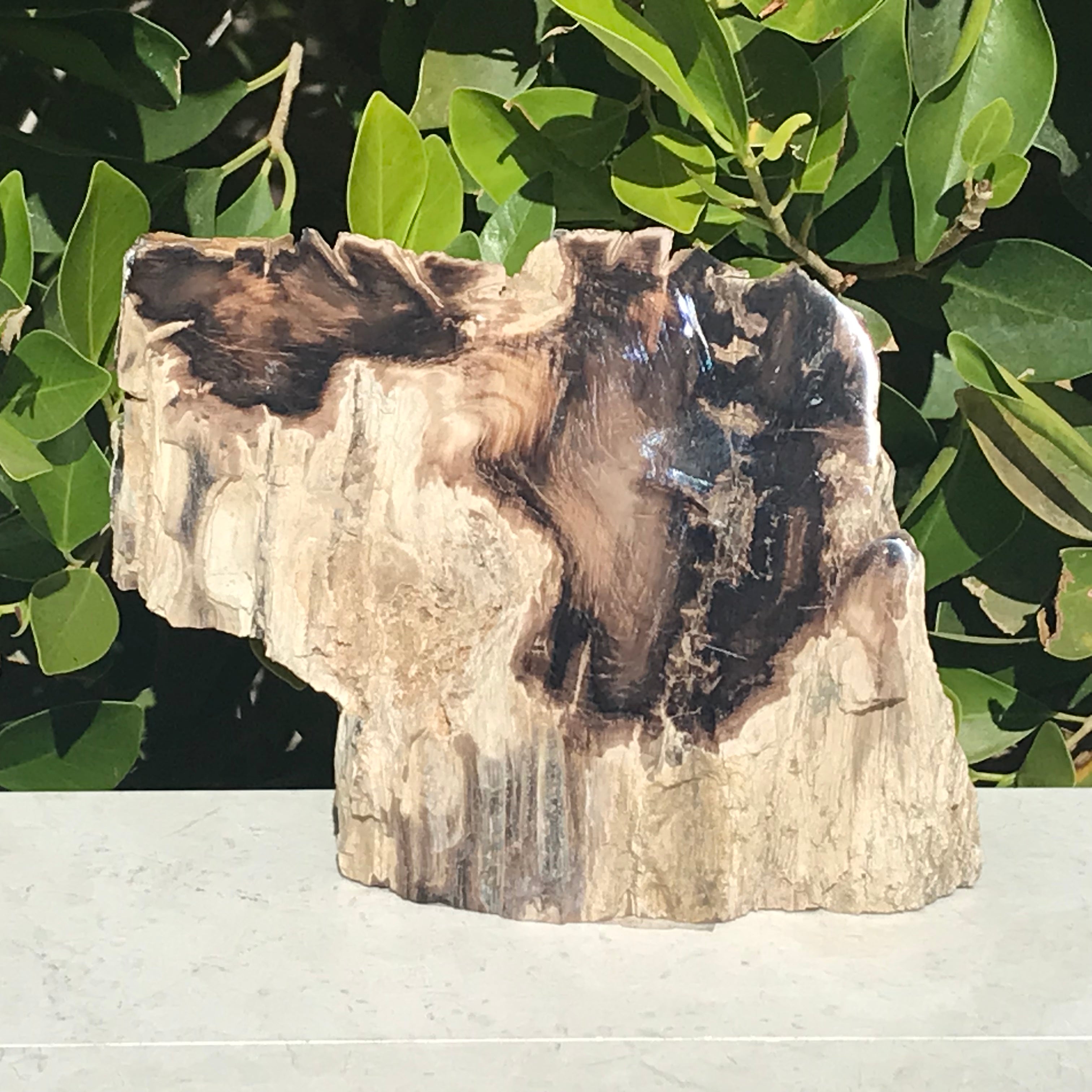 Hubbard Petrified Wood Slab