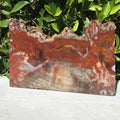 Arizona Rainbow Petrified Wood Slab