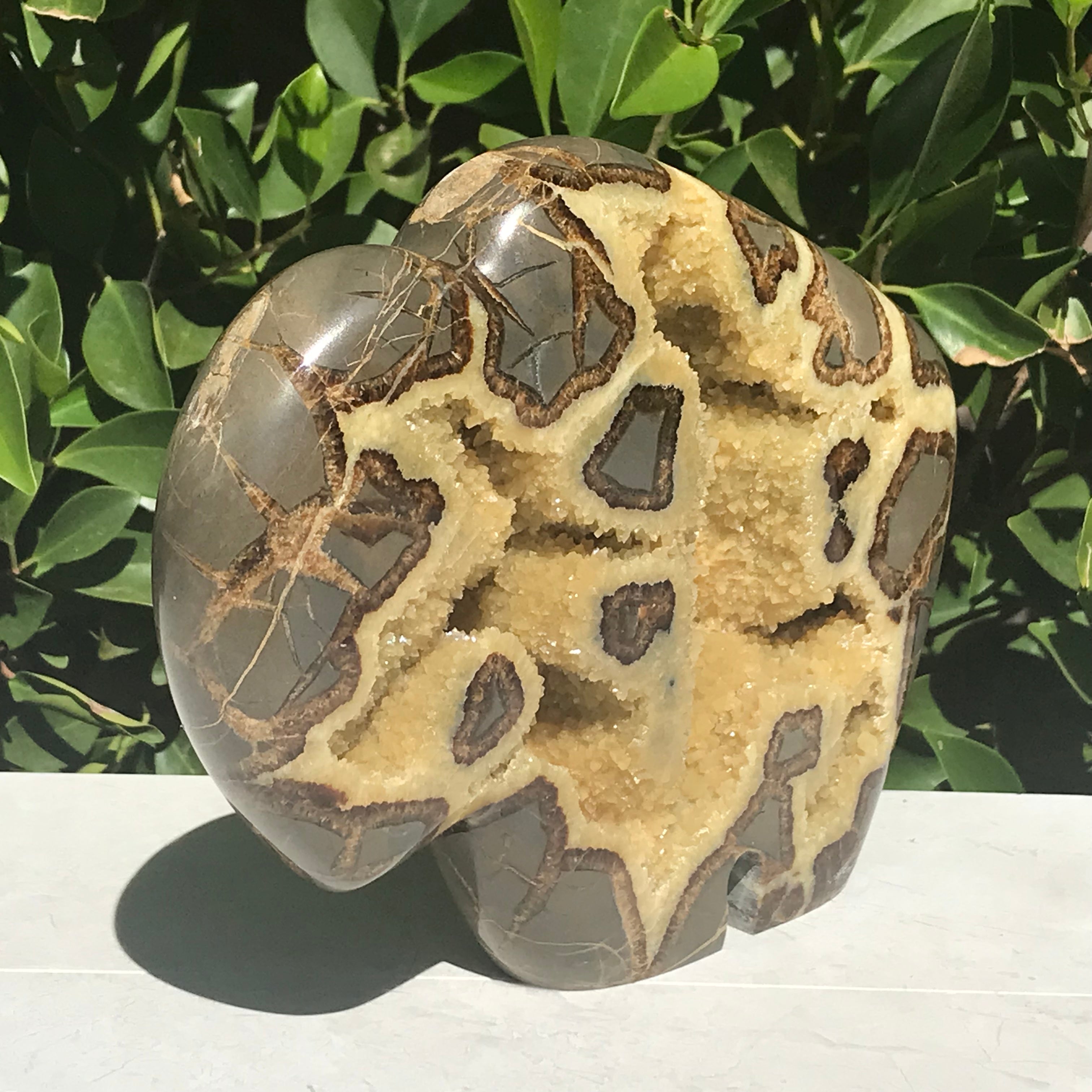 Septarian Buffalo