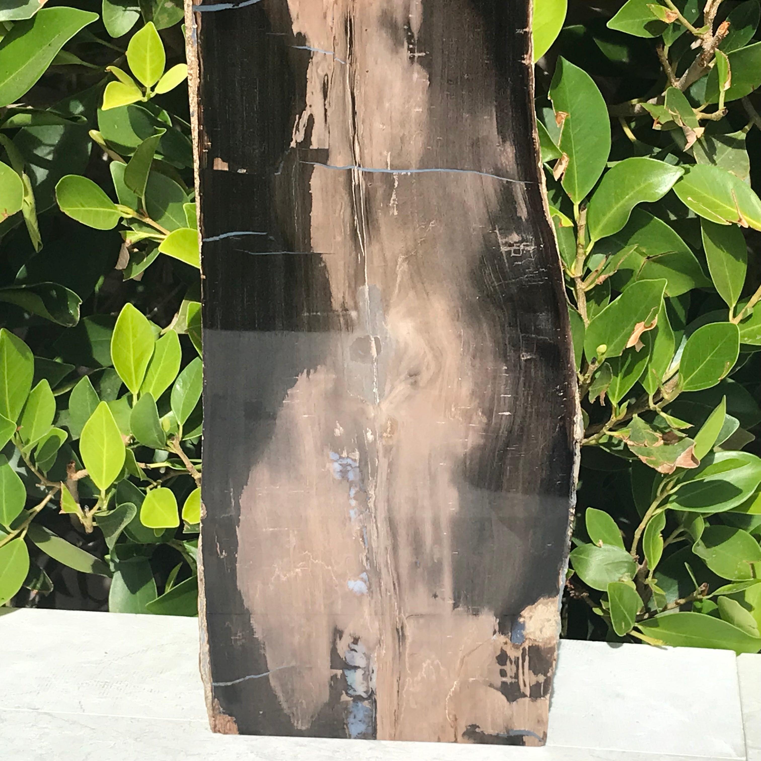 Half Round Blue Forest Petrified Wood Tree Limb