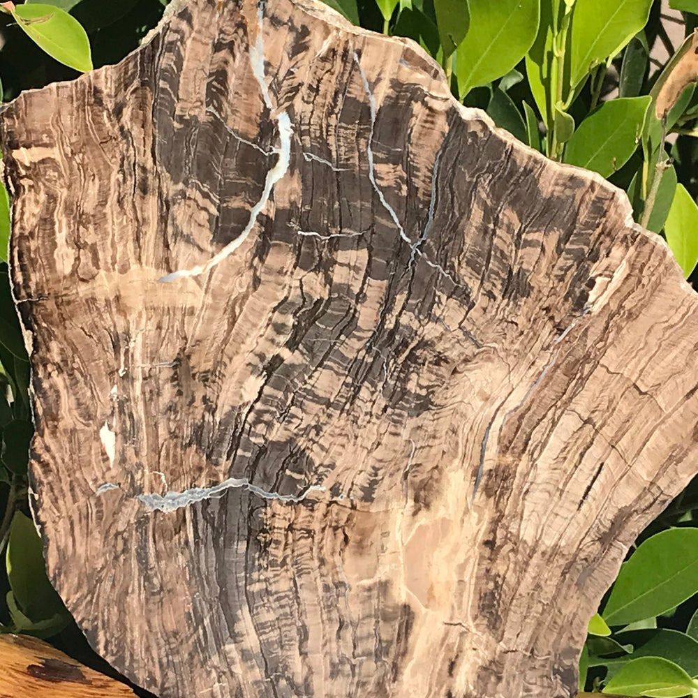 Petrified Wood Slab – FROM THE SOURCE