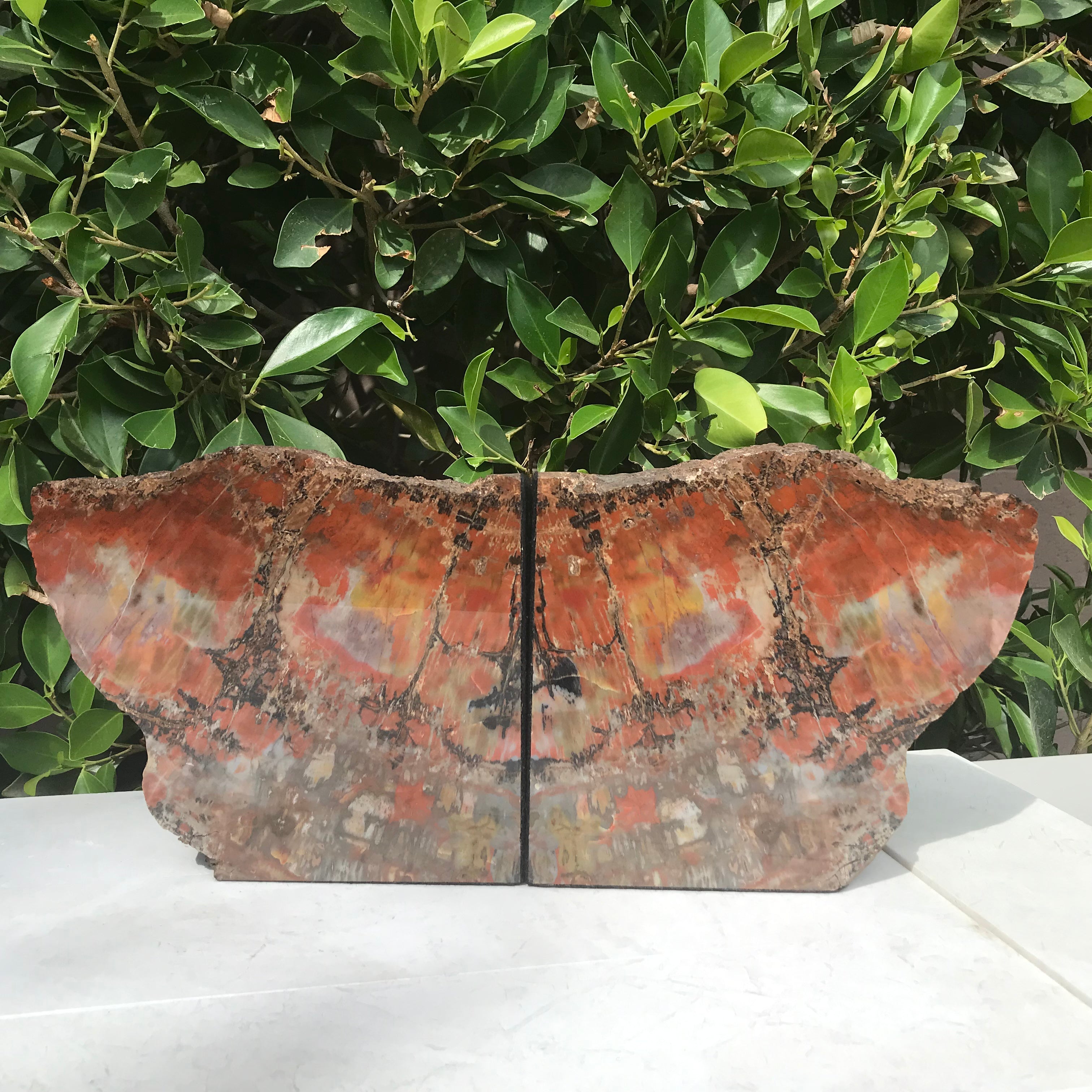 Arizona Rainbow Petrified Wood Bookends