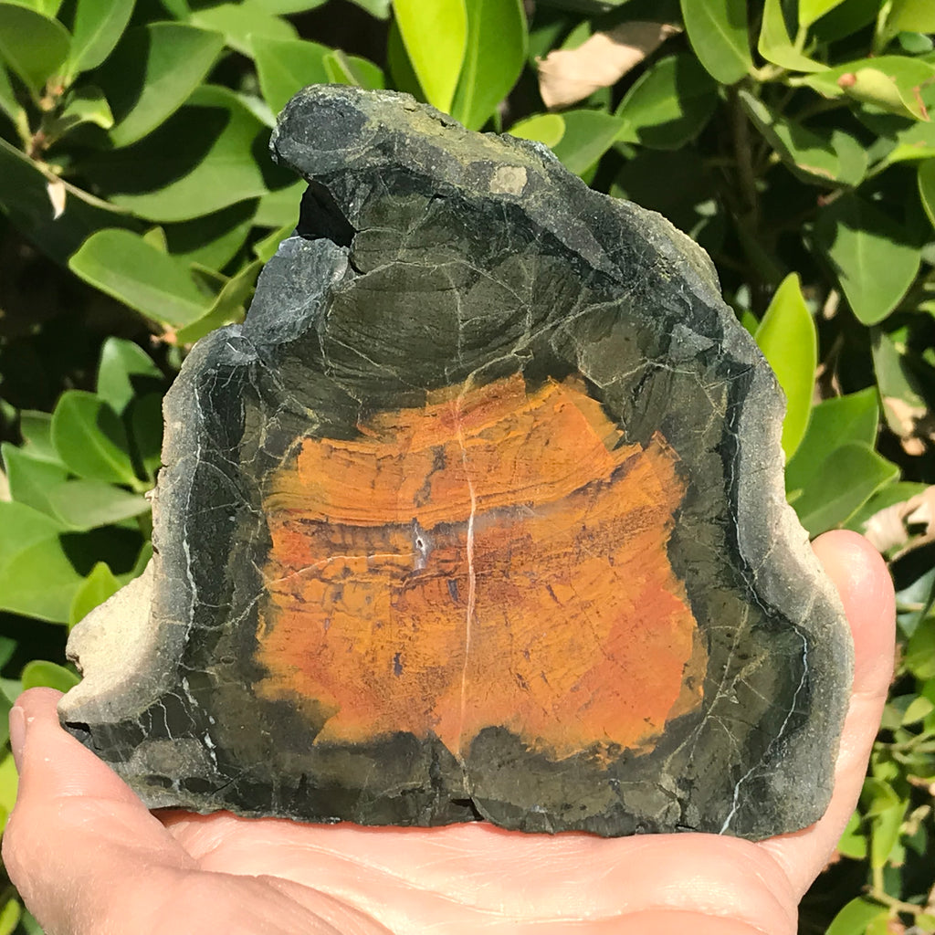 Petrified Boron Wood