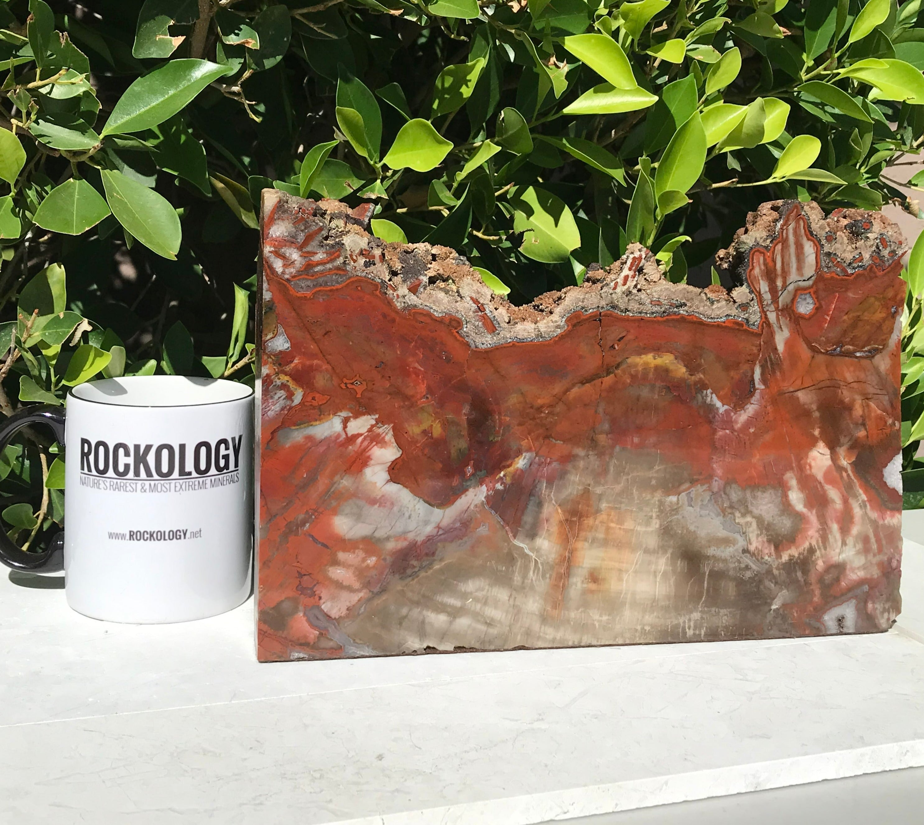 Arizona Rainbow Petrified Wood Slab