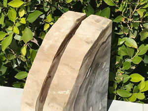 Petrified Elm Wood Bookends