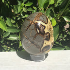 Polished Septanian Nodule