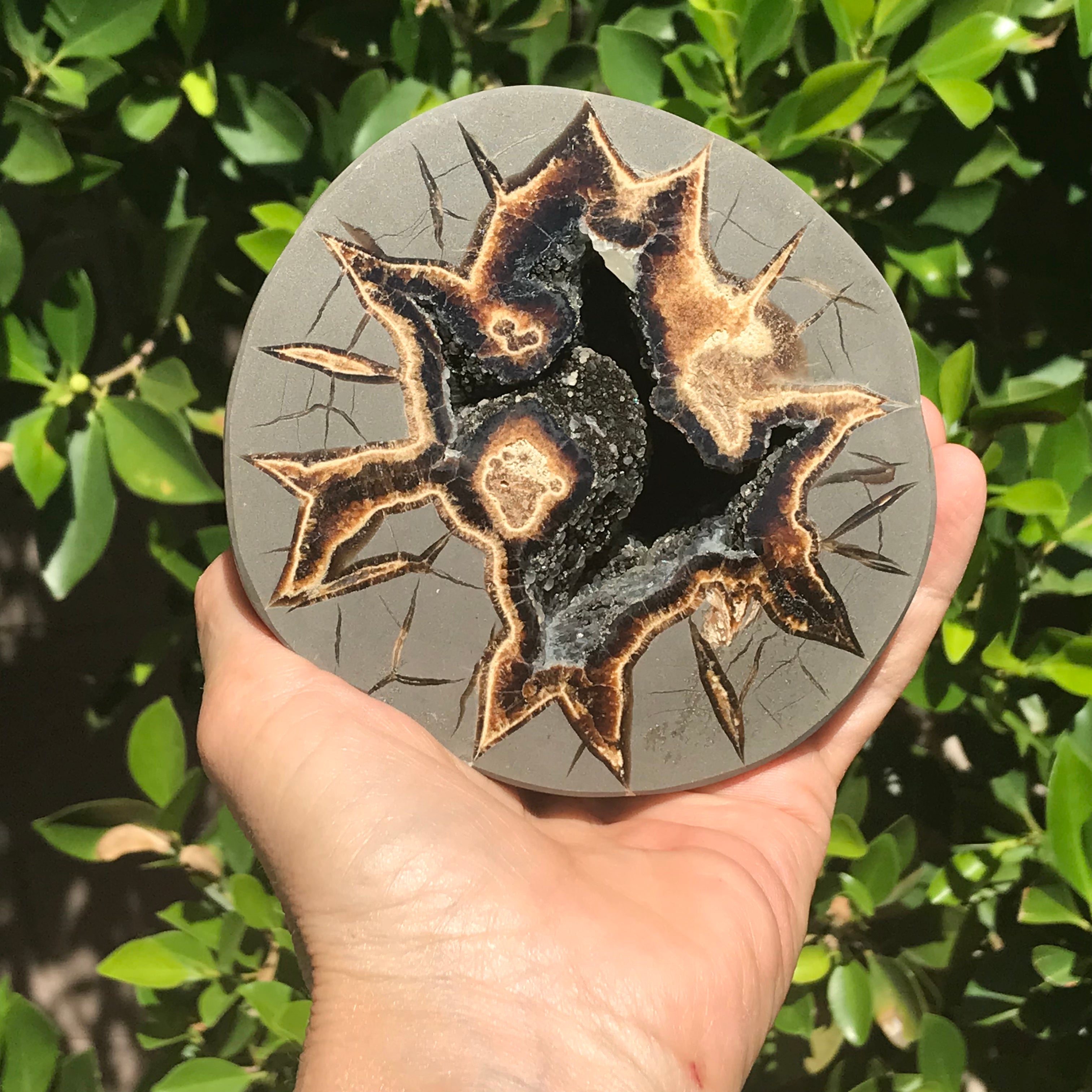 Black Crystal Lined Septarian Geode – Rockology.net