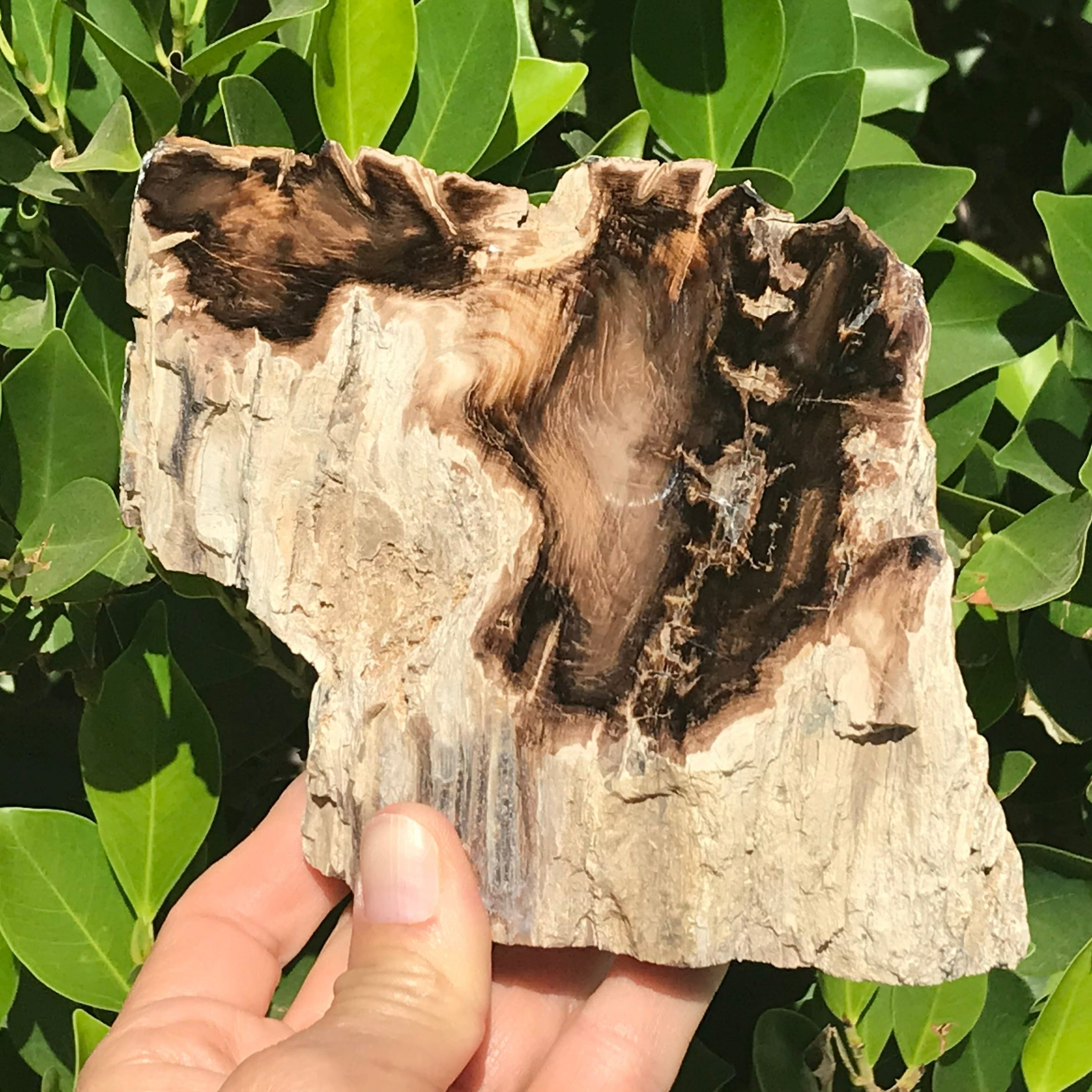 Hubbard Petrified Wood Slab