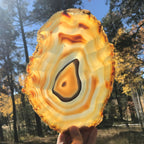 Golden Concentric Bands Agate Slice