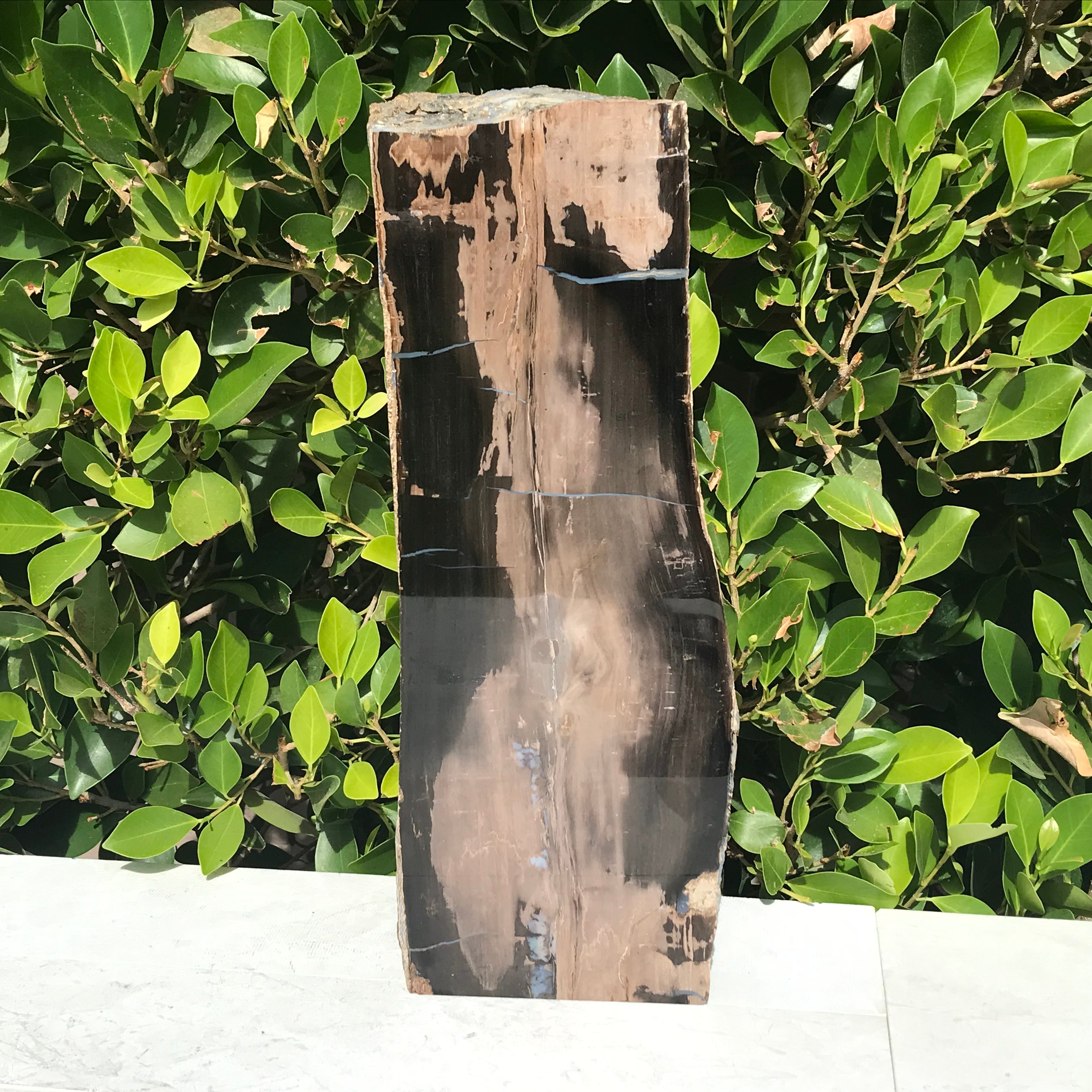 Half Round Blue Forest Petrified Wood Tree Limb