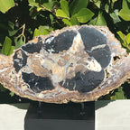 Blue Forest Petrified Wood Slab