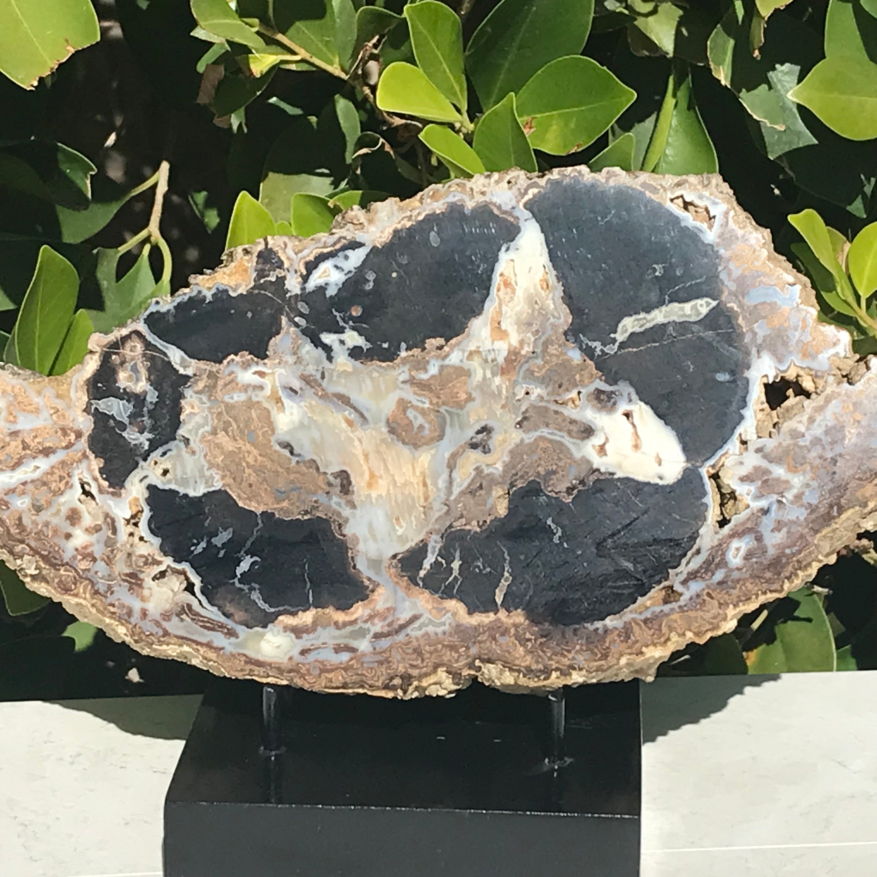 Blue Forest Petrified Wood Slab