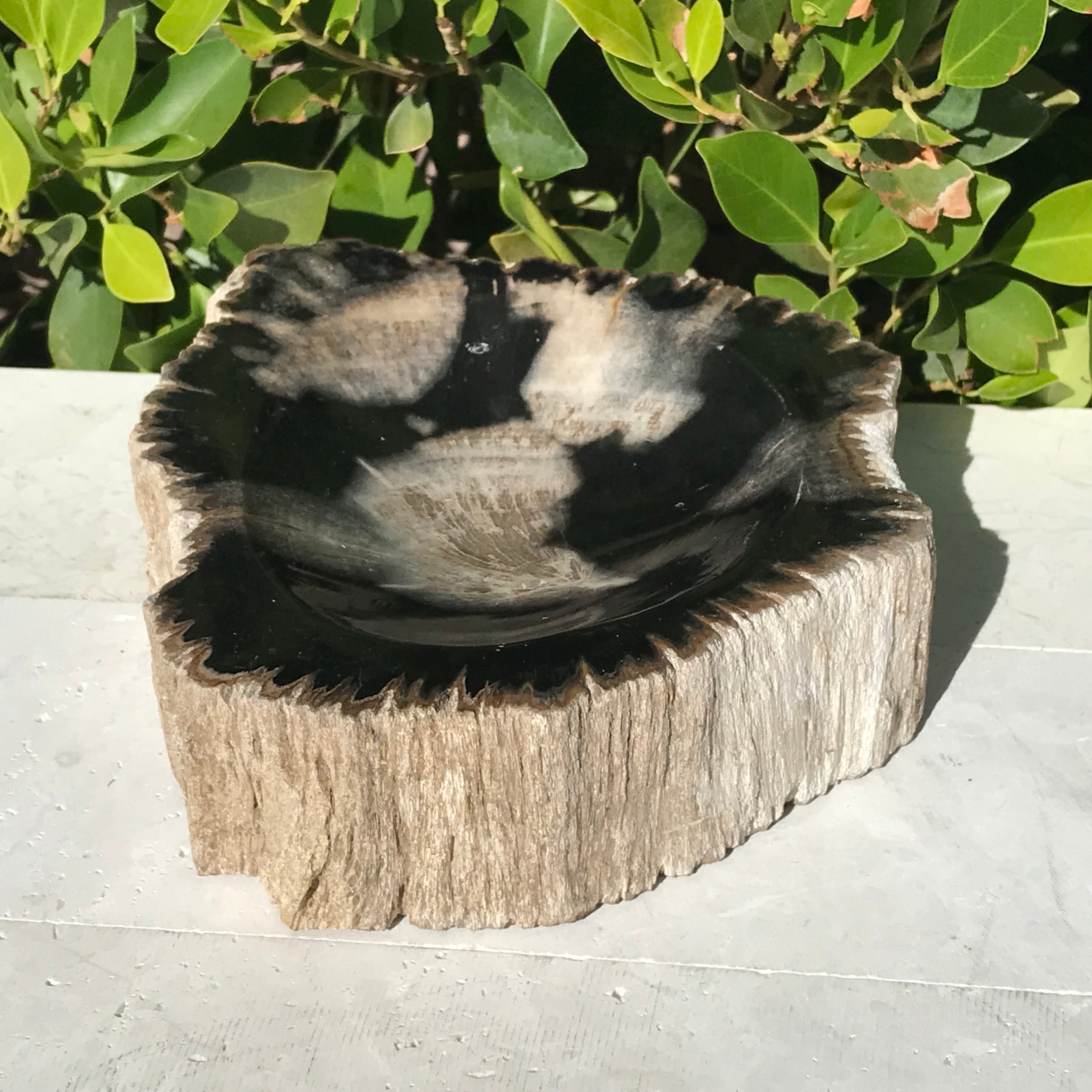 Bark Rimmed Petrified Wood Bowl