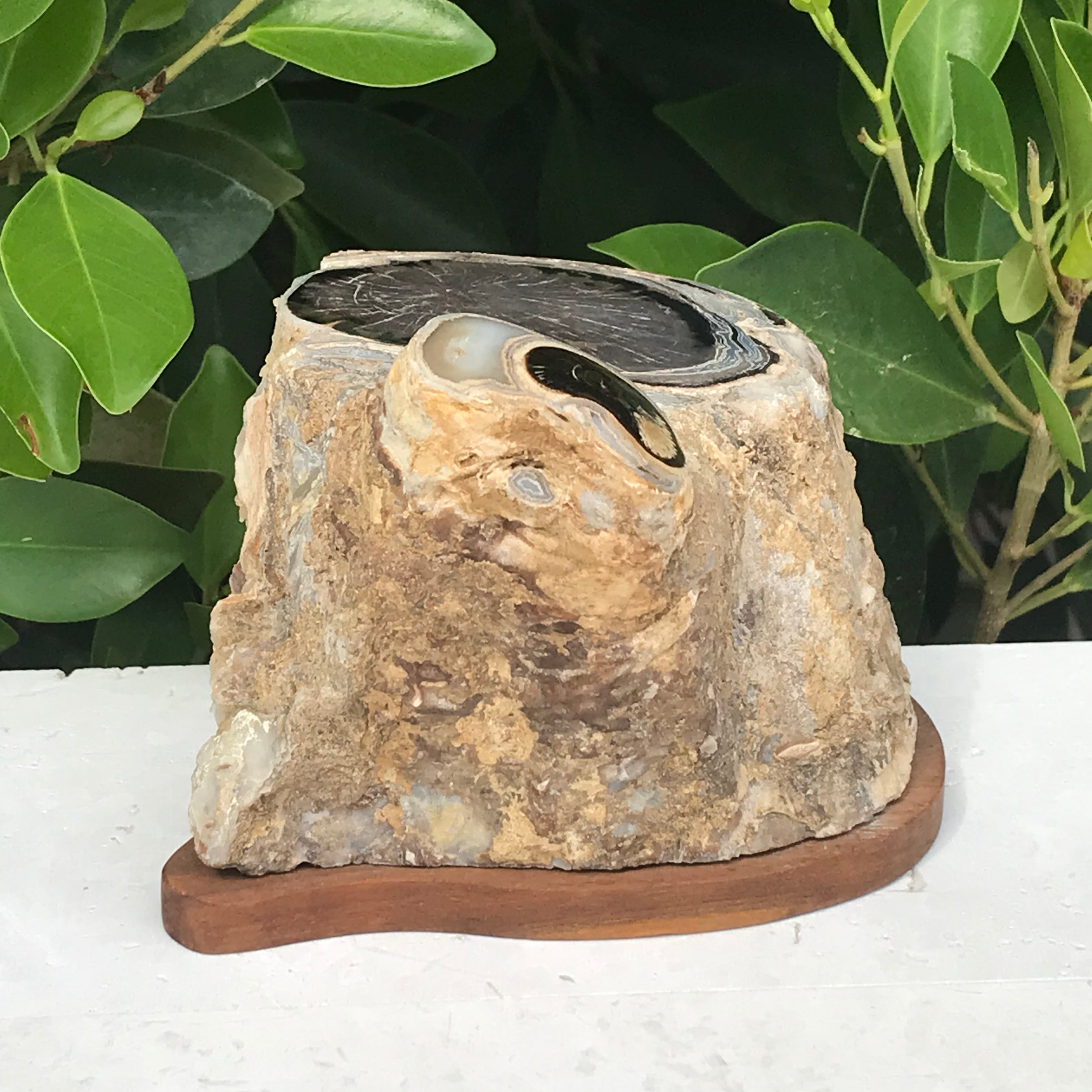 Petrified Cross Section of a Blue Forest Tree Limb