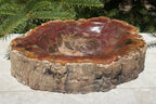 Bark Edged Petrified Wood Bowl