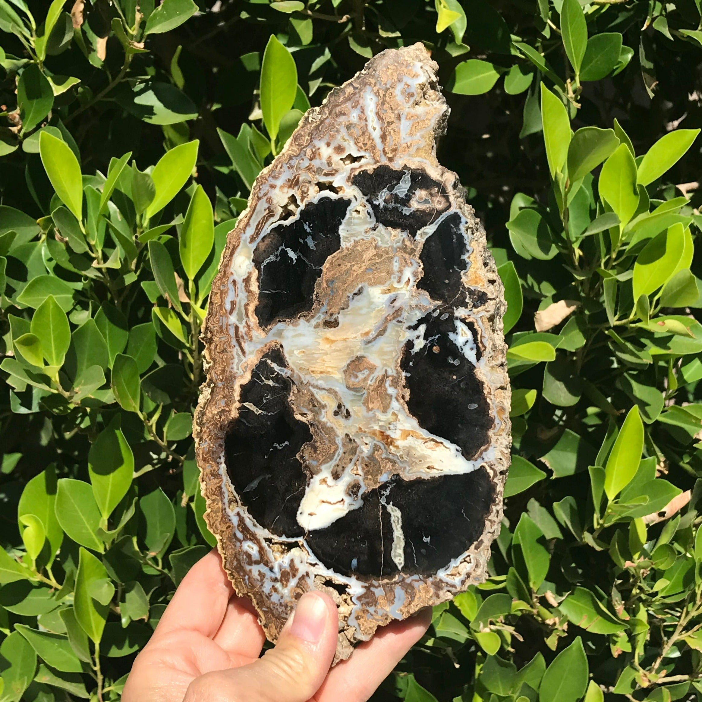 Blue Forest Petrified Wood Slab