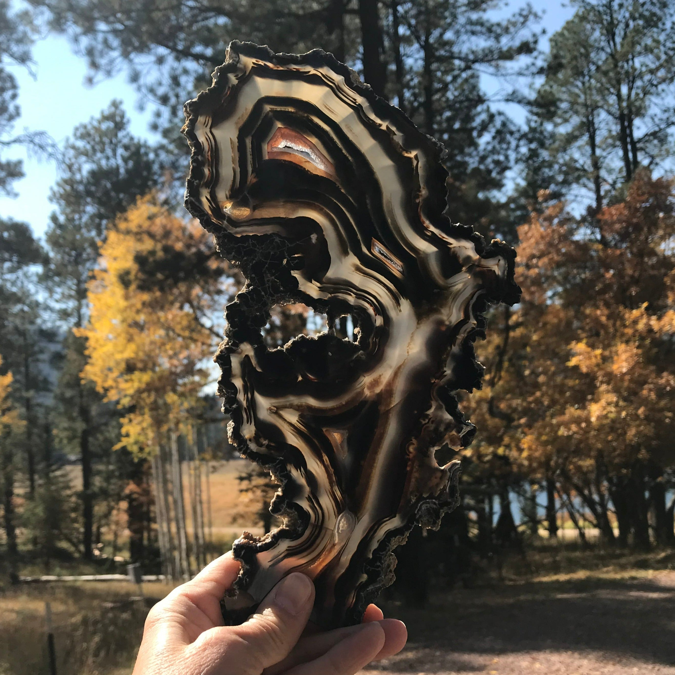 Multitude of Black Banding Agate Slice