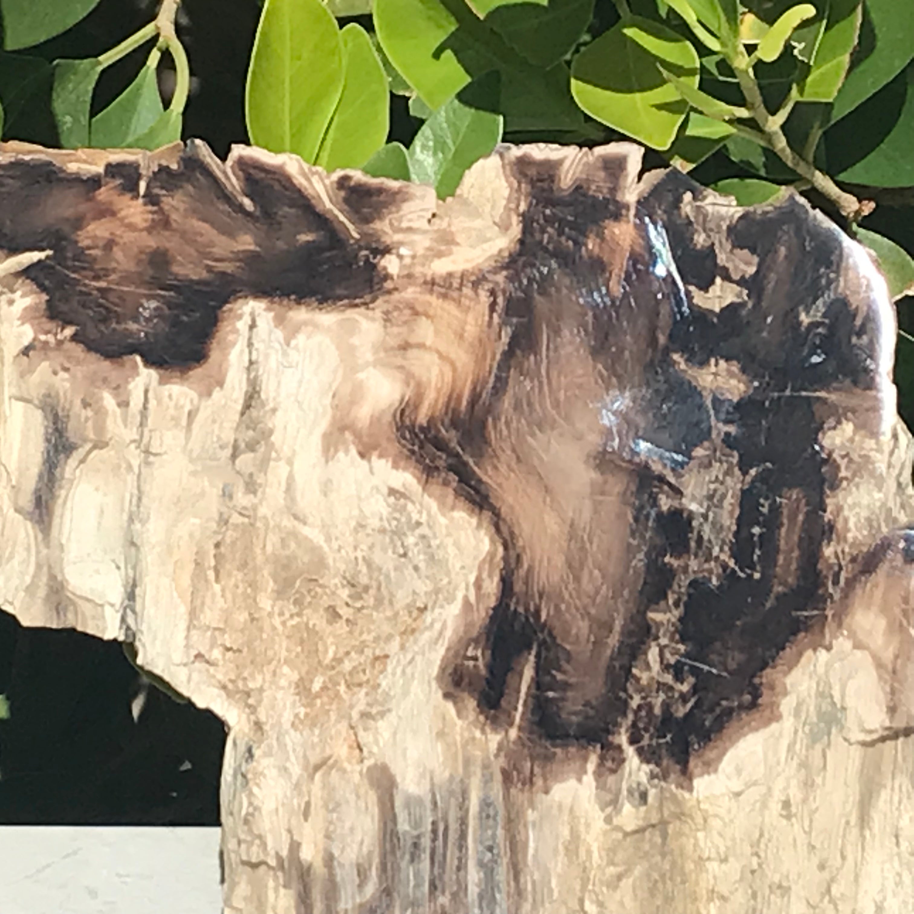 Hubbard Petrified Wood Slab