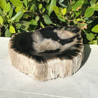 Bark Rimmed Petrified Wood Bowl