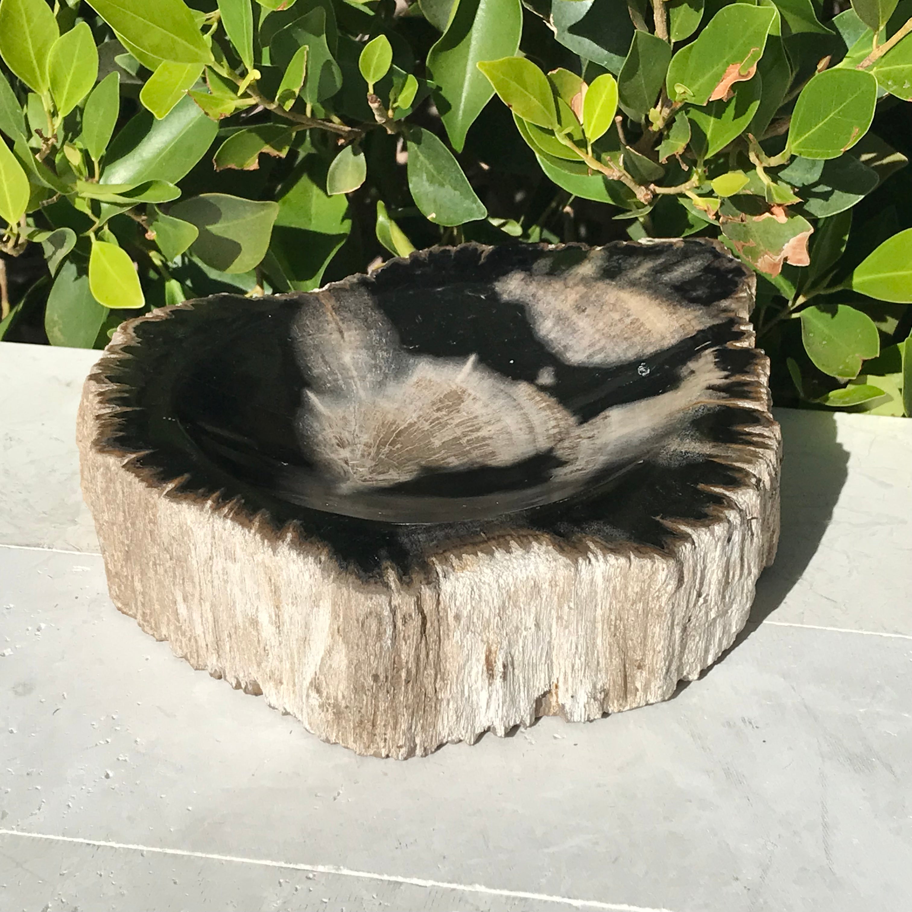 Bark Rimmed Petrified Wood Bowl