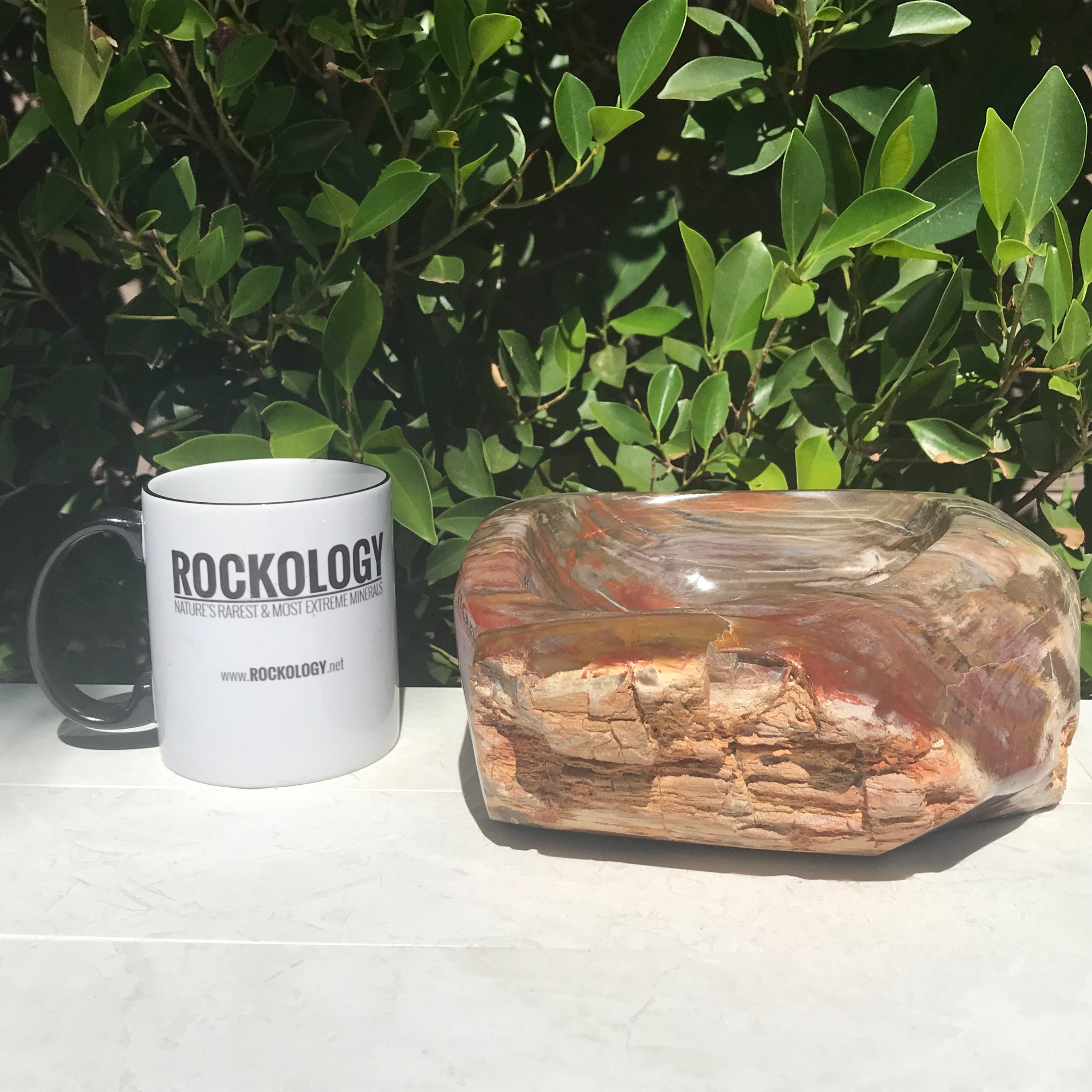Multihued Petrified Wood Bowl