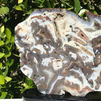Striking Brazilian Agate Slice