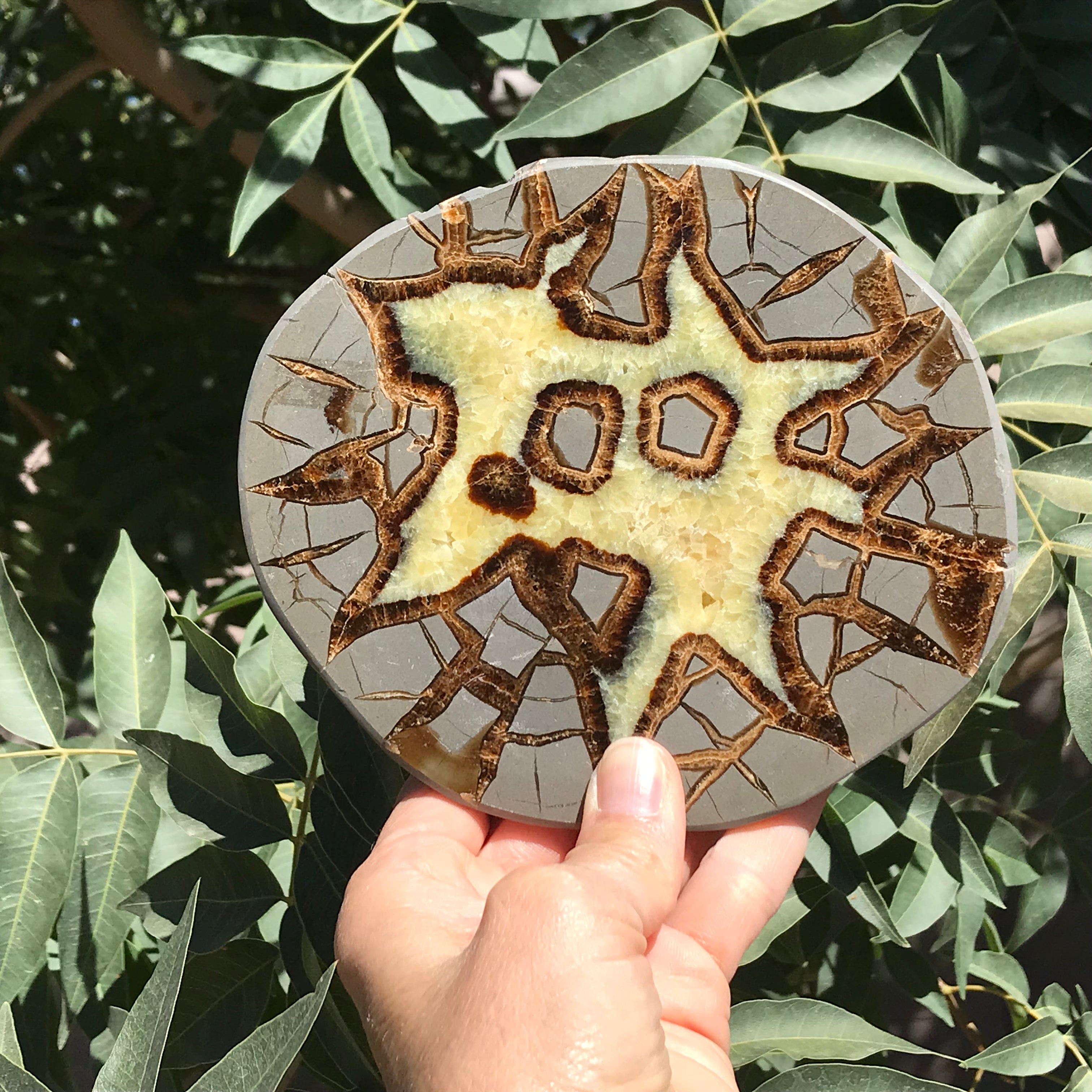 Here's Looking At You Septarian Slab