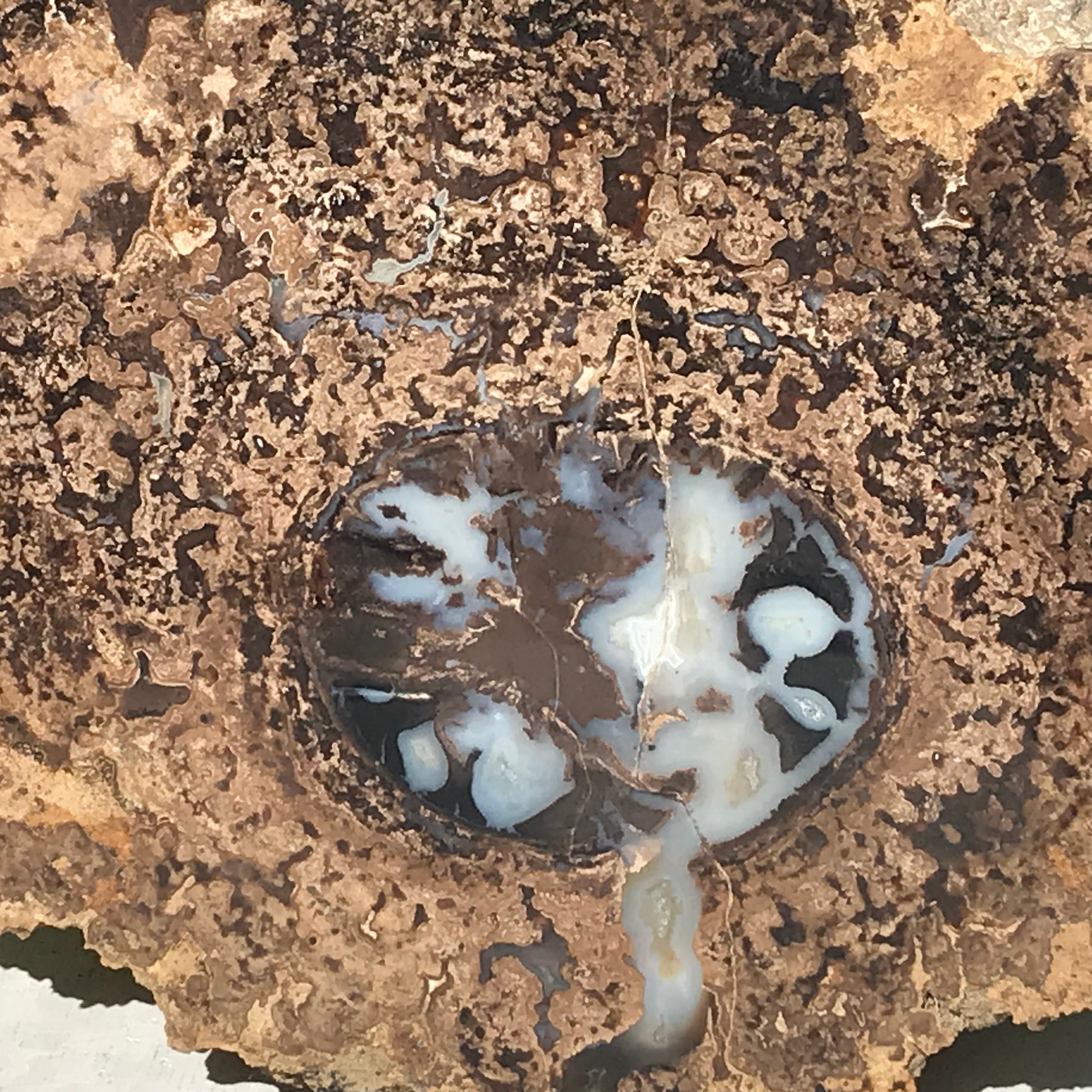 Petrified Blue Forest Limb