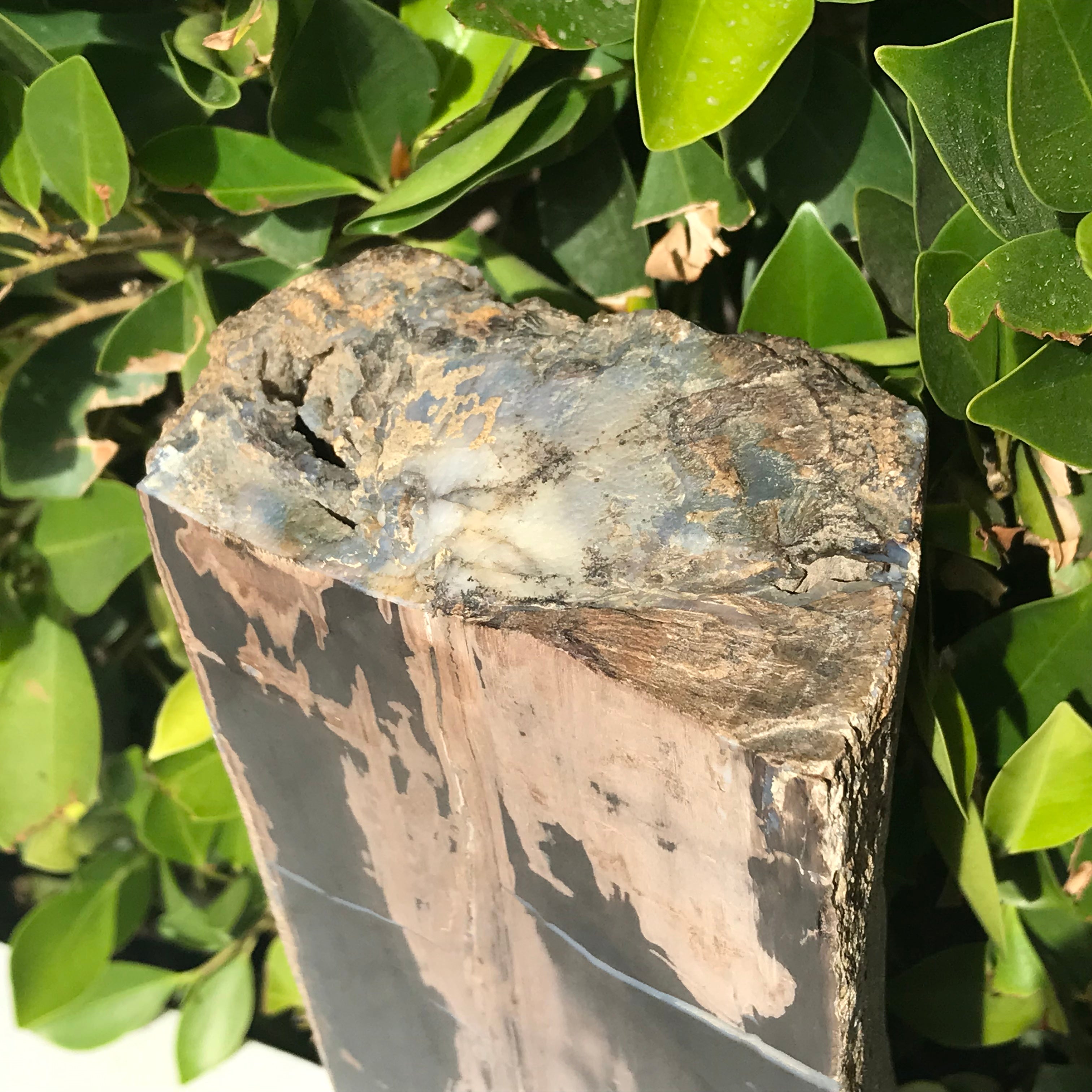 Half Round Blue Forest Petrified Wood Tree Limb