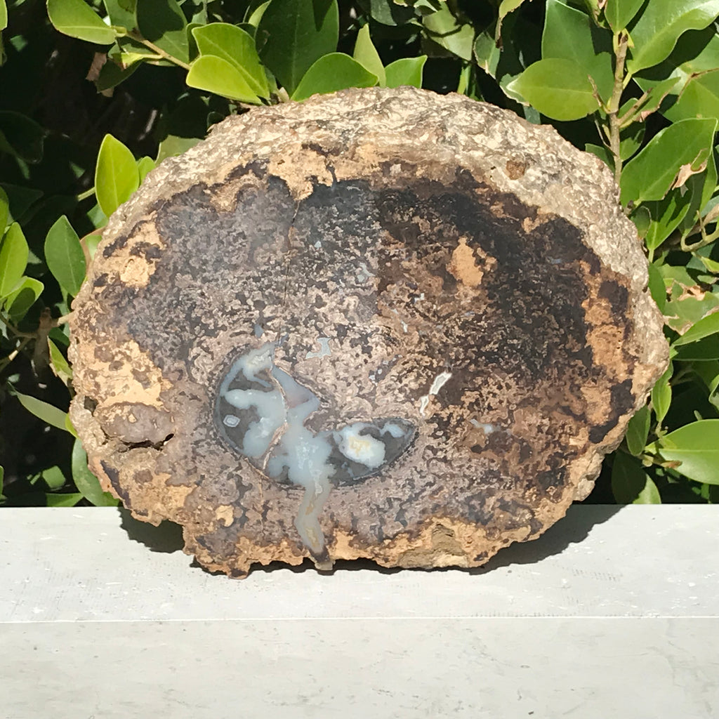 Petrified Blue Forest Limb