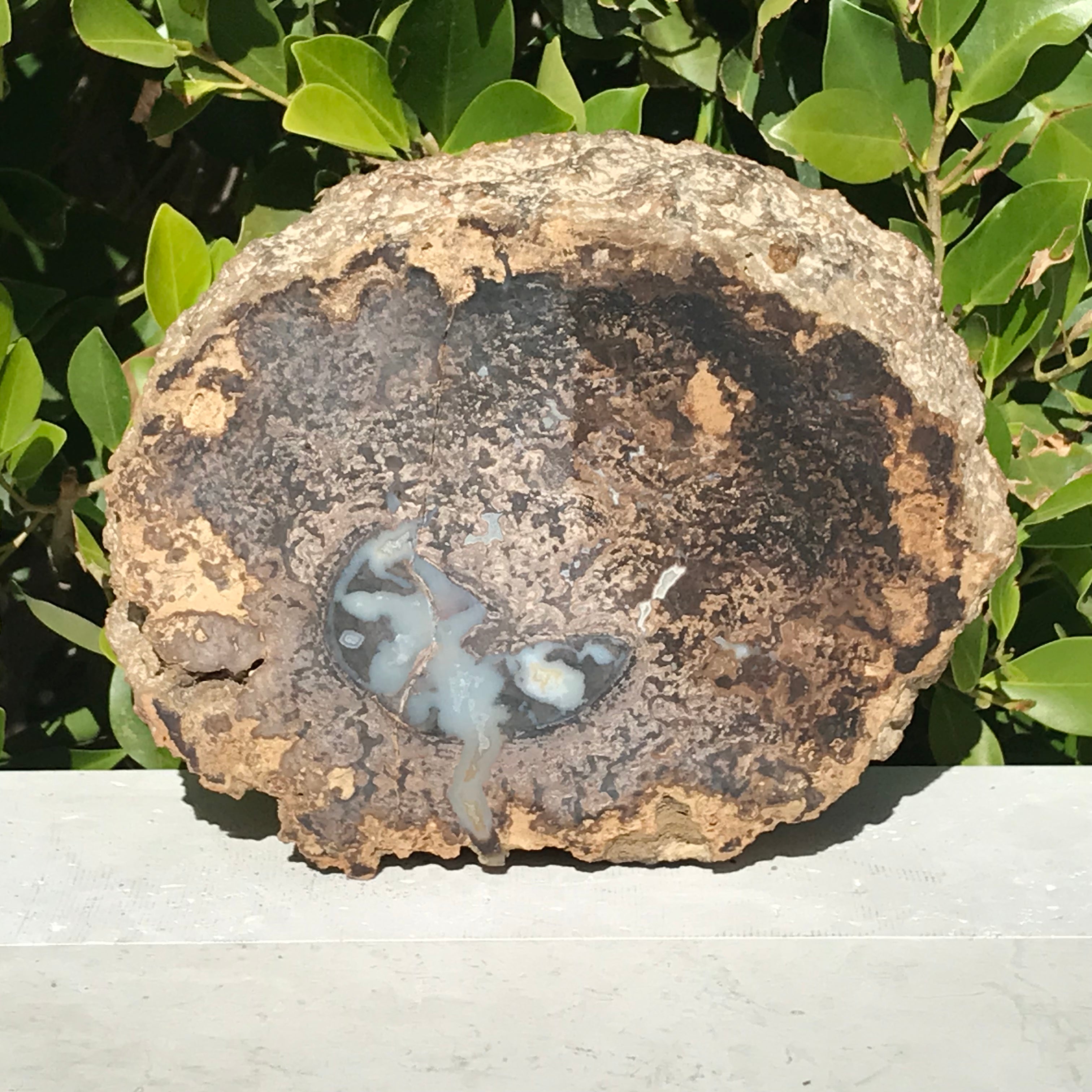 Petrified Blue Forest Limb