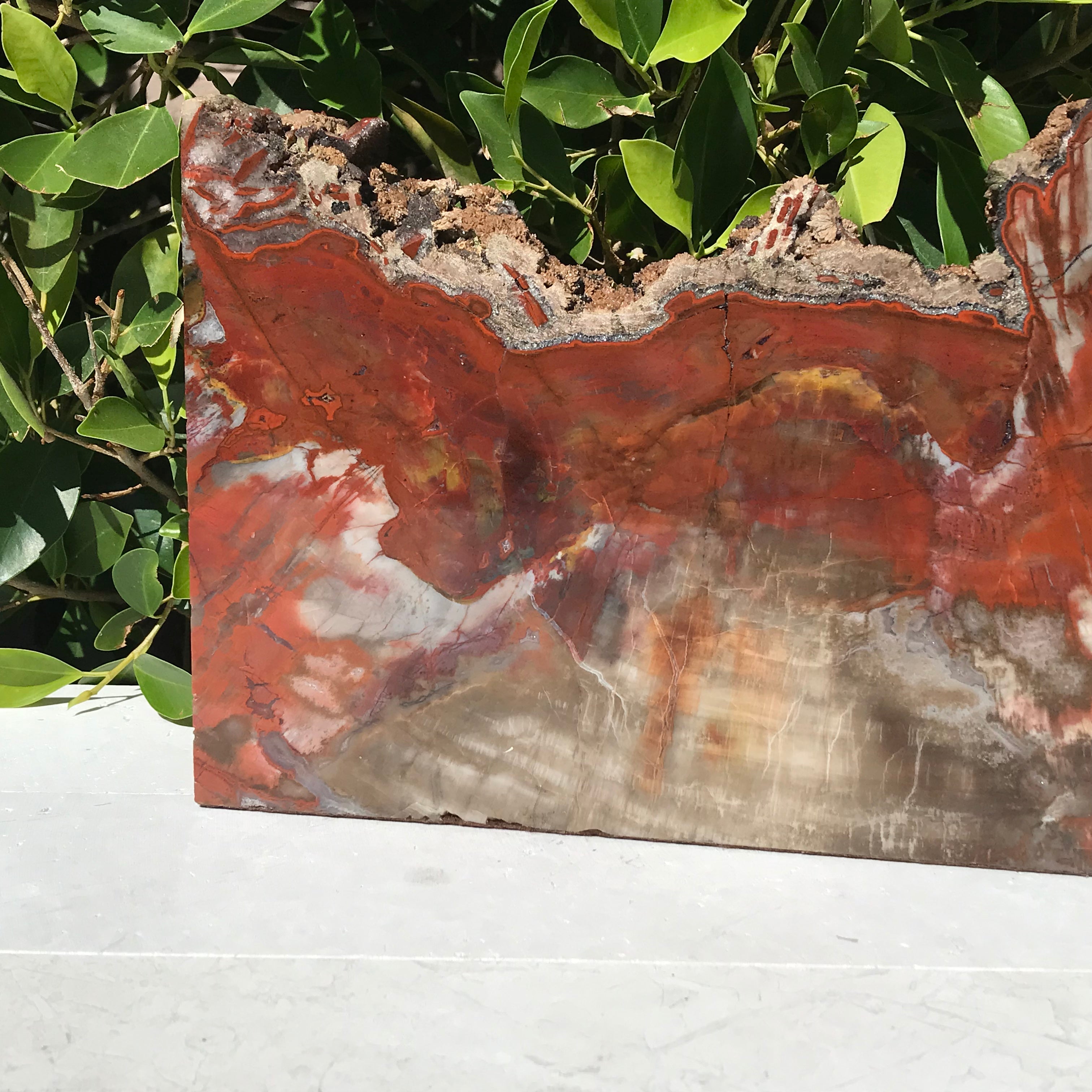 Arizona Rainbow Petrified Wood Slab