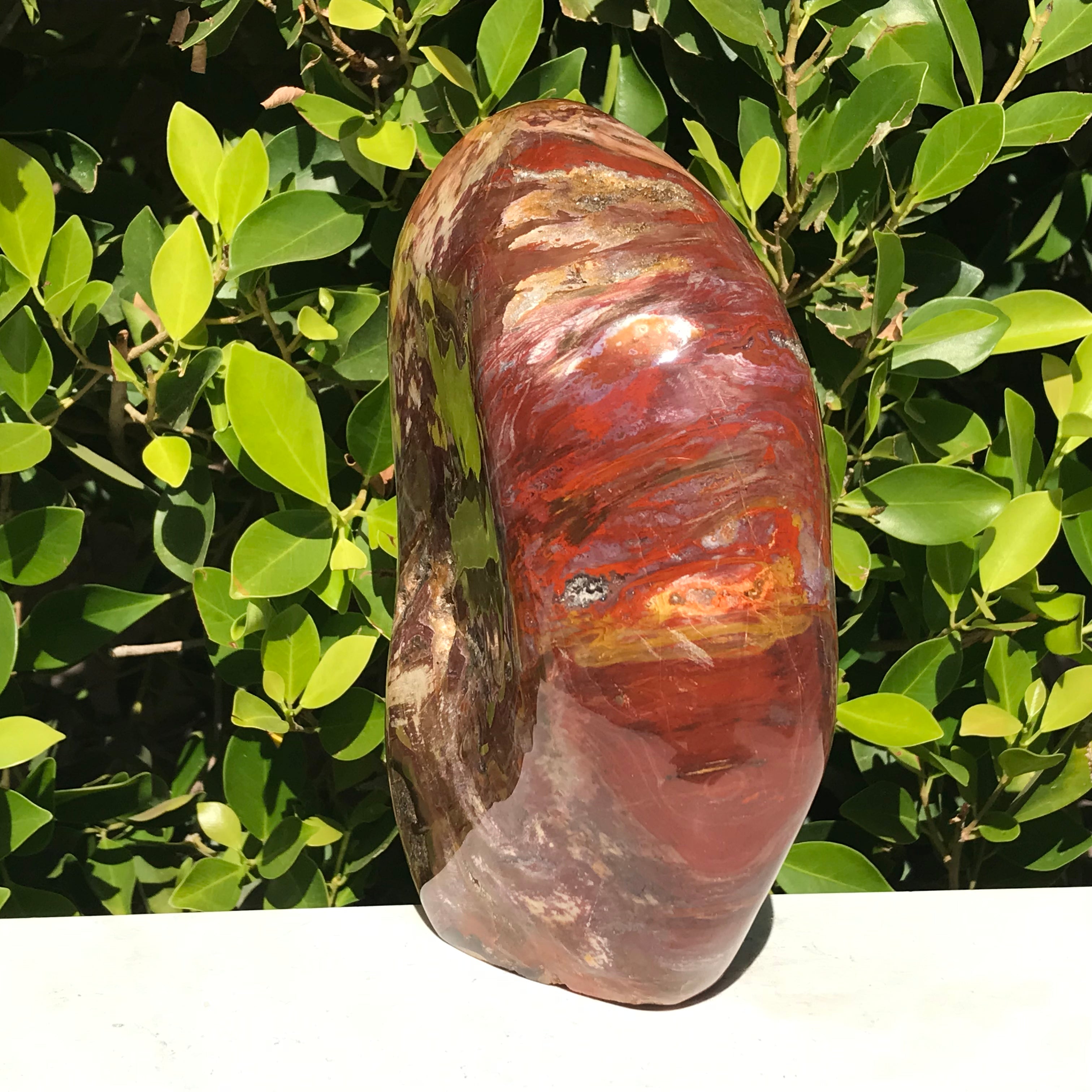 Polished Petrified Wood Nodule